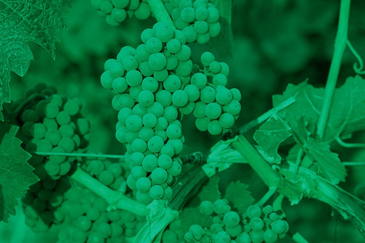 green_grape_004